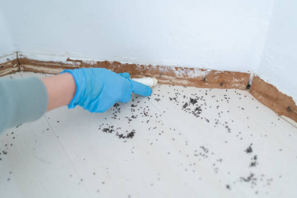 Best Residential Pest Control  in Cass City, MI